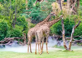 鄭州銀基動物王國