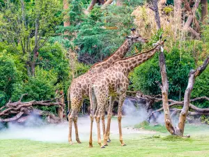 인지 동물 왕국
