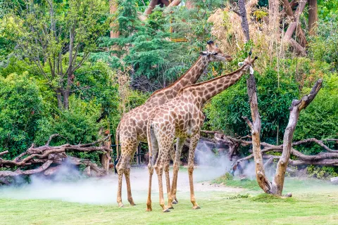 Enjoy Animal Kingdom