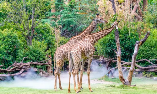 Enjoy Animal Kingdom