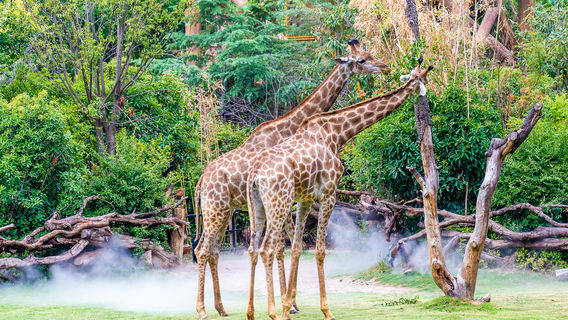 Enjoy Animal Kingdom