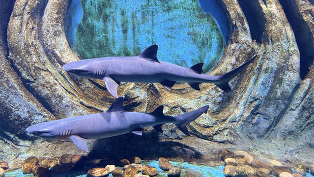 teng zhou hai di shi jie ( teng zhou zhen ai guang chang dian )