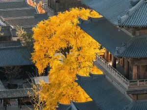 복원 패션 고진