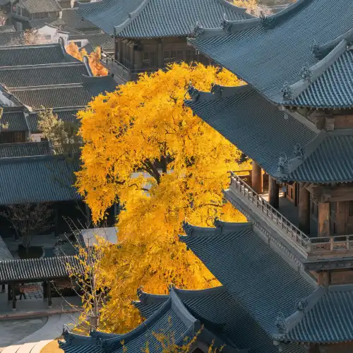 Top 20 Fall Viewing Attractions in Jiaxing