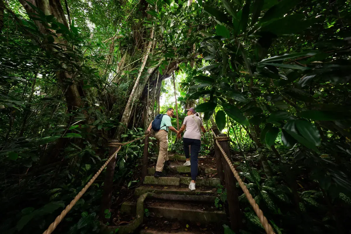 Rainforest Wild Adventure