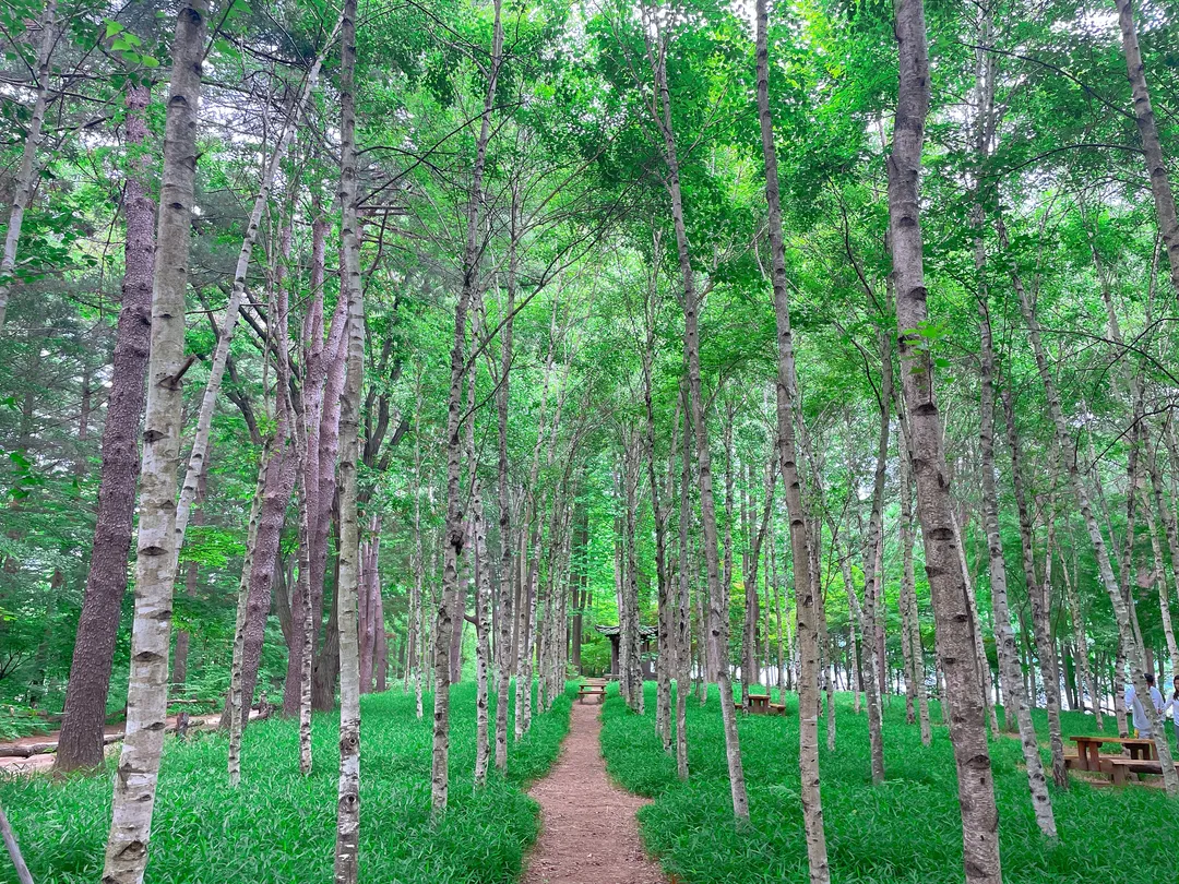 5_Nami Island