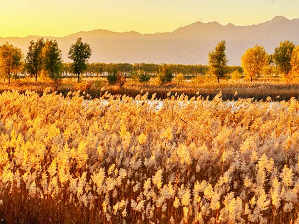 Beijing Yeyahu National Wetland Park