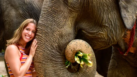 Elephant Jungle Sanctuary Samui