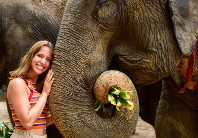 Elephant Jungle Sanctuary Samui