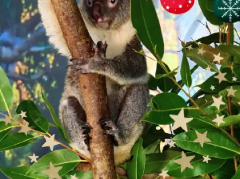 Cairns Koalas & Creatures