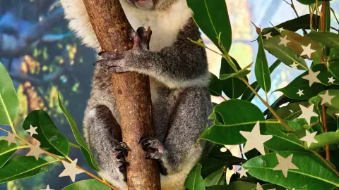 Cairns Koalas & Creatures attraction in Cairns