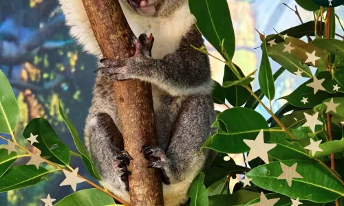 Cairns Koalas & Creatures