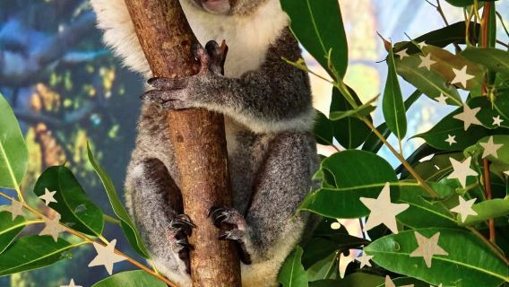 Cairns Koalas & Creatures