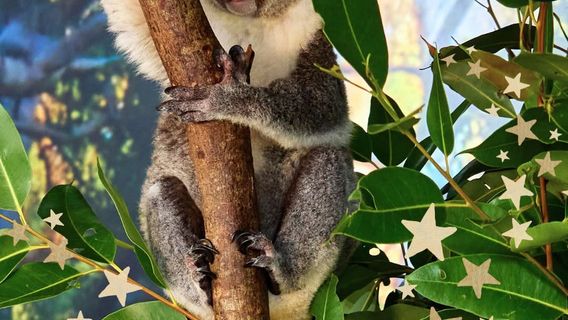 Cairns Koalas & Creatures