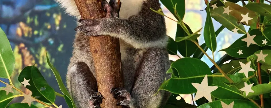 Cairns Koalas & Creatures