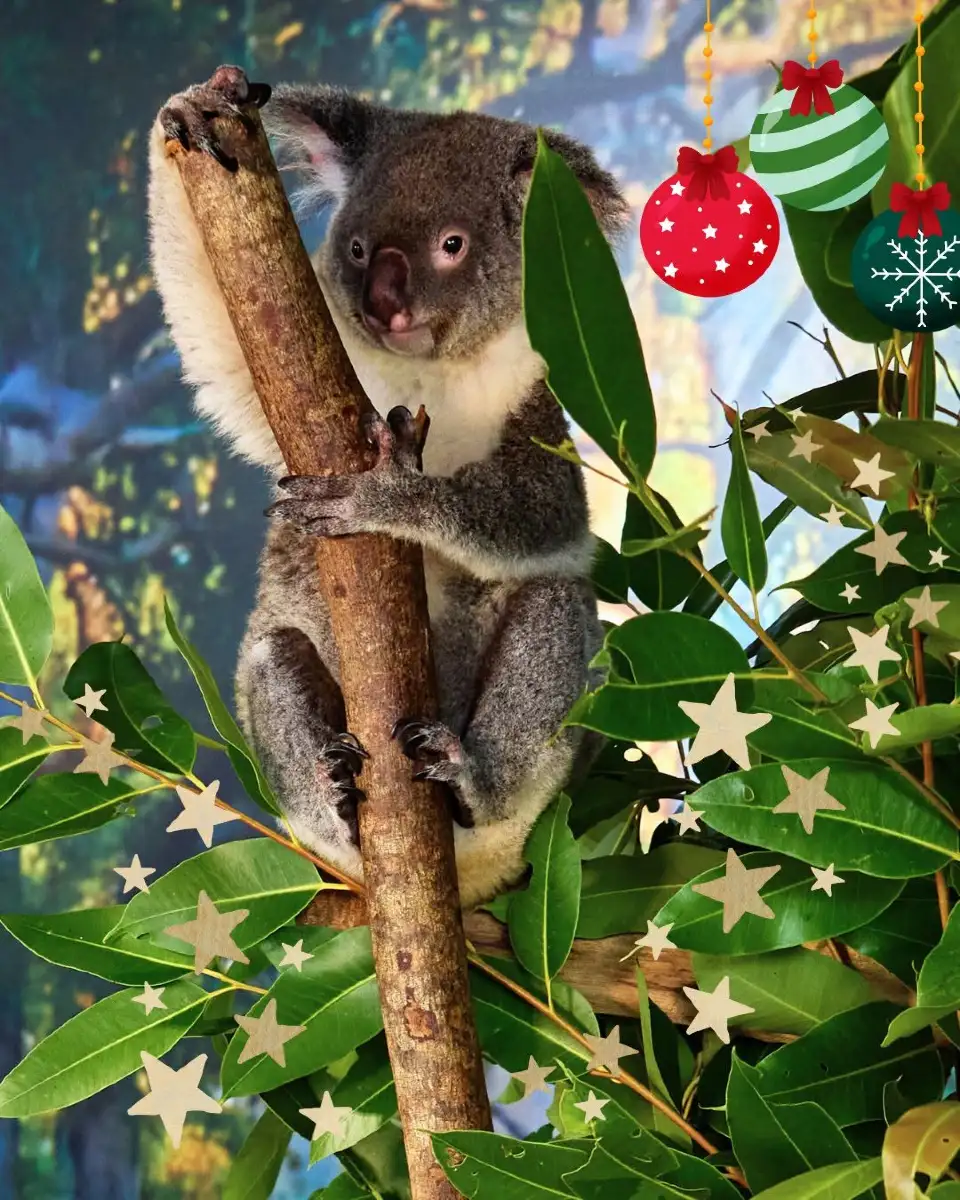 Cairns Koalas & Creatures