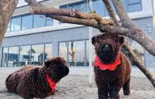 張美阿嬤萌寵農場