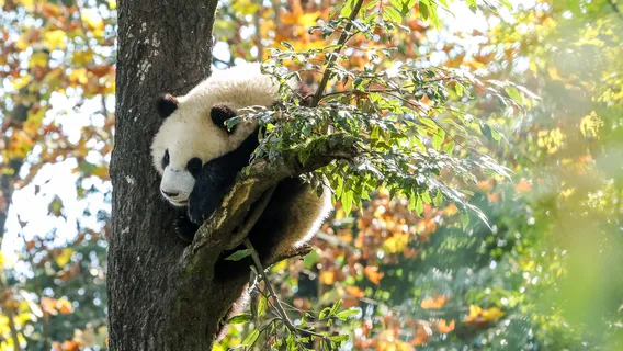 Khu Bảo Tồn Thiên Nhiên Bích Phong Hiệp (Bifeng Gorge)