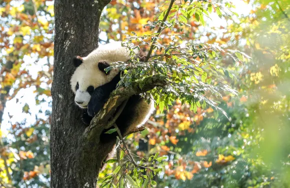 中國保護大熊貓研究中心雅安碧峯峽基地|雅安中國保護大熊貓研究中心
