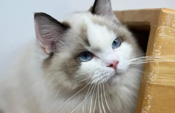 Just Cats @ Just Pets Megastore(Kota Damansara)貓咪門票成人