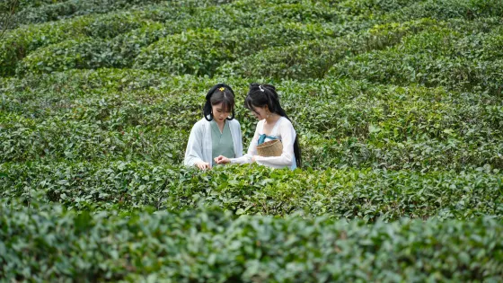 青城道茶觀光園