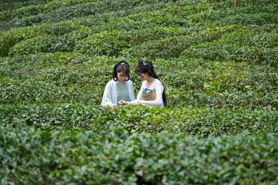 青城道茶觀光園