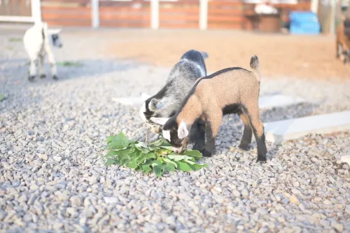 Kenting Big Wolf Ecological Education Park