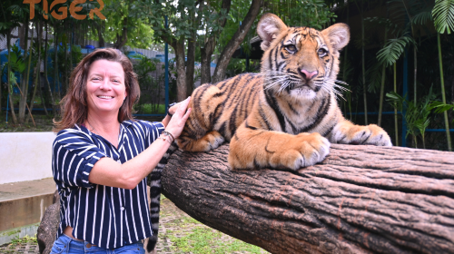 Royaume du Tigre