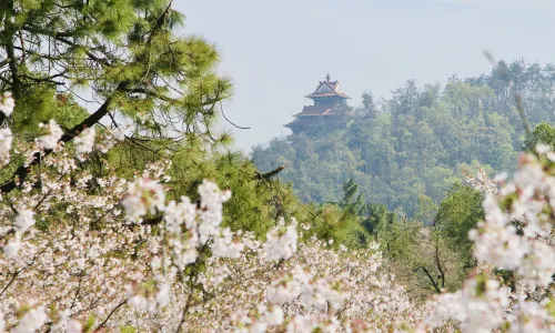 East Lake Cherry Blossom Garden