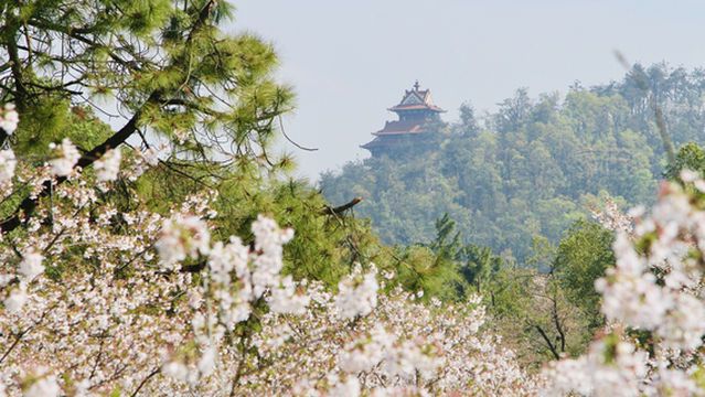 East Lake Cherry Blossom Garden