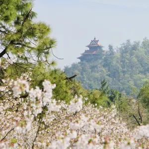 East Lake Cherry Blossom Garden