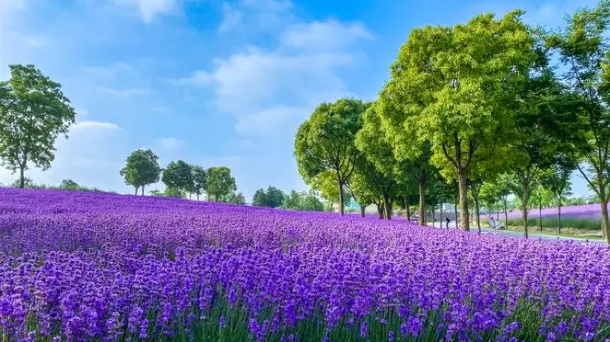3_上海薰衣草公園