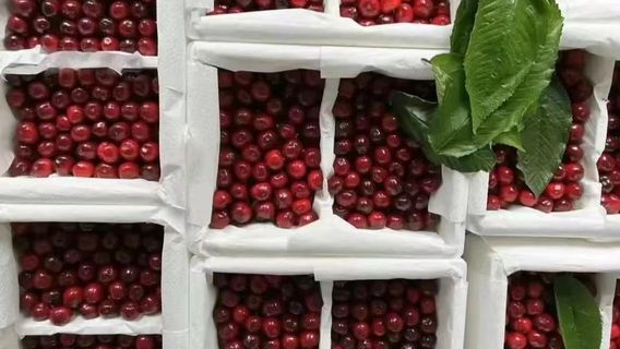 han yuan da ying tao che li zi cai zhai yuan