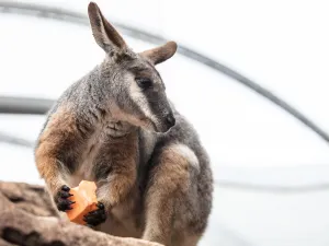 WILD LIFE Sydney Zoo