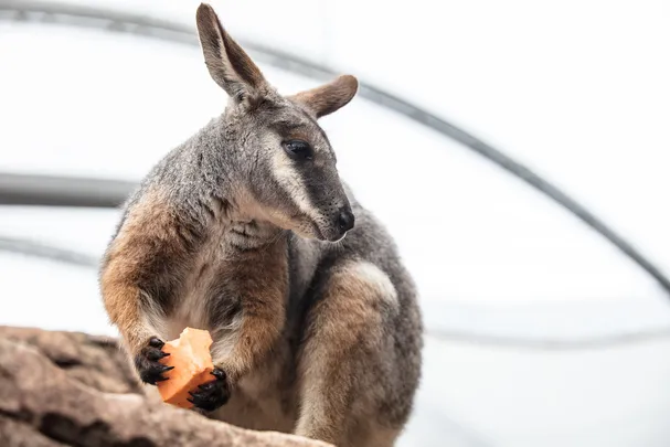 3_WILD LIFE Sydney Zoo