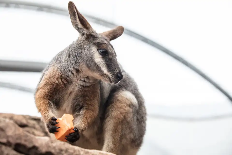 3_WILD LIFE Sydney Zoo