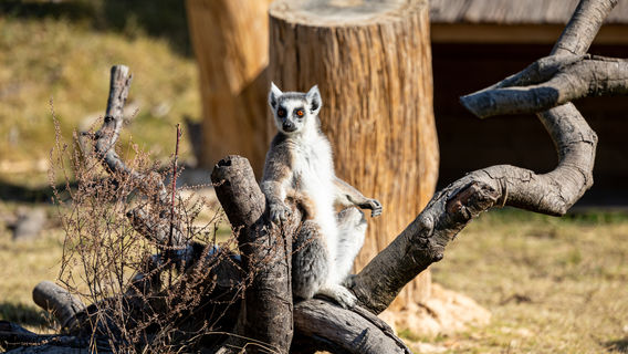 Qingyuan Chimelong Resort