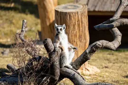 清遠長隆リゾート区周辺のホテル