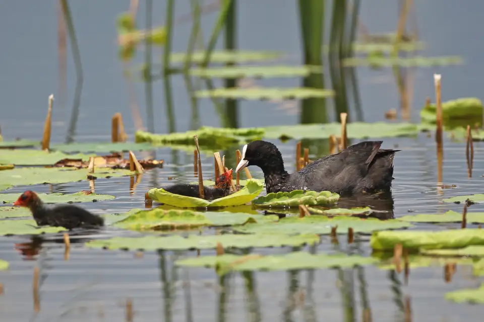 4_Beijing Wild Duck Lake National Wetland Park