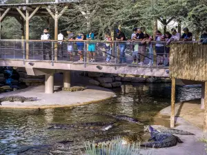 Dubai Crocodile Park