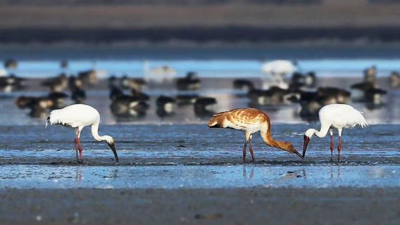 Shuangliao White Crane Provincial Nature Reserve