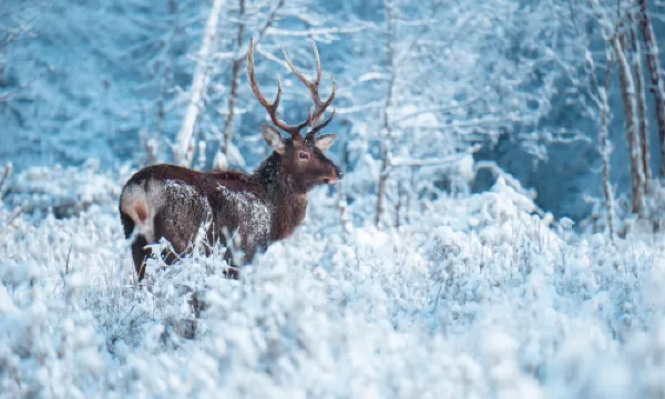 二郎山喇叭河風景區