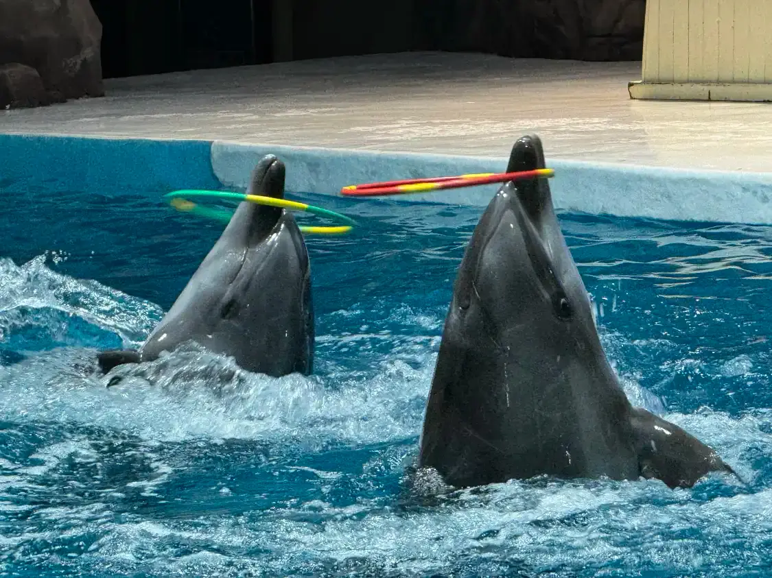 Hotels near Dolphin Park