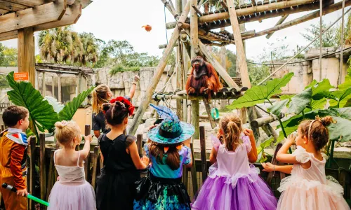 Tampa's Lowry Park Zoo