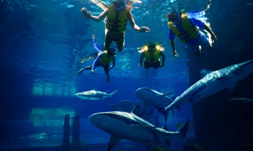 Scuba Diving in Dubai