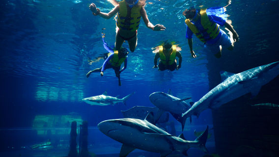 Snorkeling or Scuba Diving in Dubai