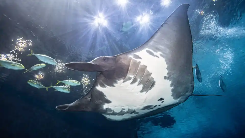 3_Georgia Aquarium