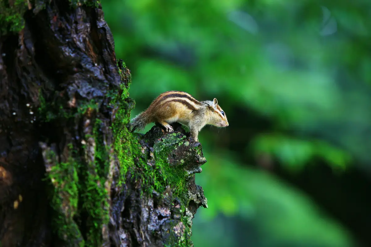 Nami Island wild animal