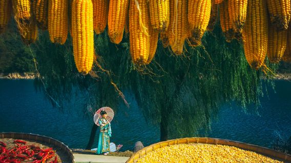 Crop Sun-drying in She County