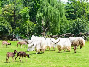 Enjoy Animal Kingdom